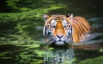10 Amazing Animal World Wonders