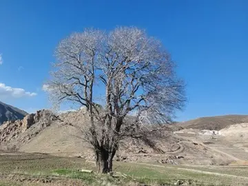 عند الغروب، تصبح قراءة شجرة وحيدة أسهل