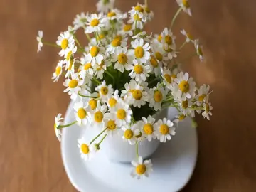 ما الذي يمنح البابونج سمعته كرفيق لوقت النوم؟