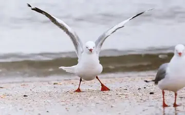 هذا الطائر البحري المنزلق لا ينساب بلا جهد على الإطلاق