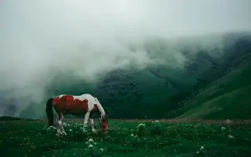 الحصان الراعي مهيأ للأكل معظم ساعات اليوم